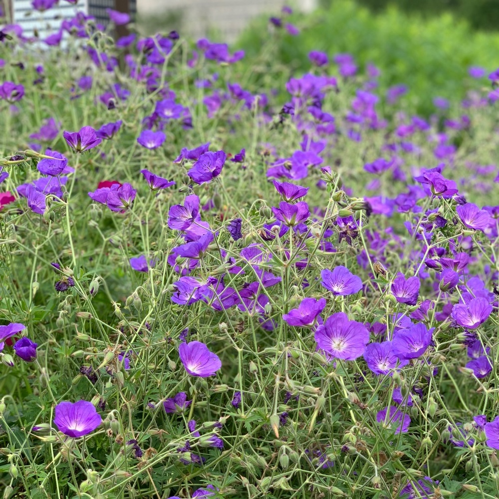 Meet your Posher, Sally